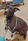 adoptable Dog in  named Wellington