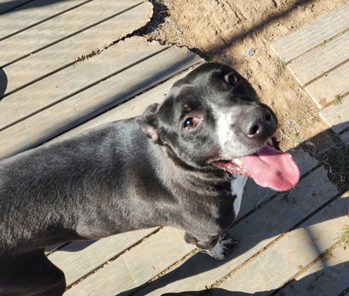 picture of the dog needing adoption