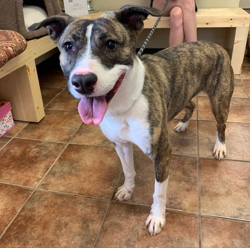 picture of the dog needing adoption
