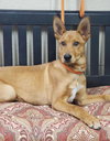 Topper - Photo 4