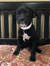 adoptable Dog in  named Heart