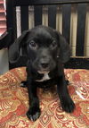 adoptable Dog in  named Trey