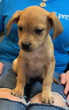 adoptable Dog in  named Alpha