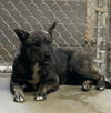 adoptable Dog in  named Otis