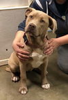 adoptable Dog in  named Penny