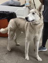 adoptable Dog in  named BeeKu