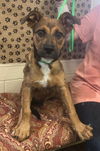 adoptable Dog in  named Rylan