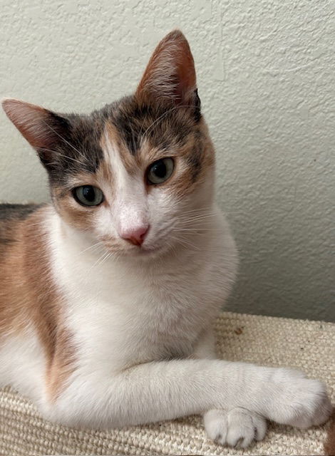 adoptable Cat in Amarillo, TX named Becky