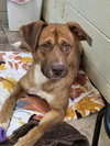 Clifford - Photo 1
