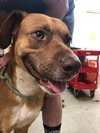 Clifford - Photo 3