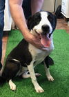 adoptable Dog in  named Cookie