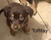 adoptable Dog in  named Toffifay