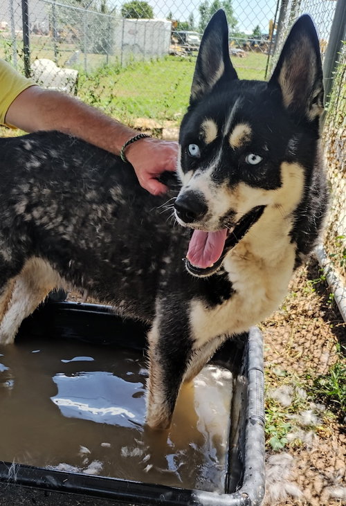 picture of the dog needing adoption