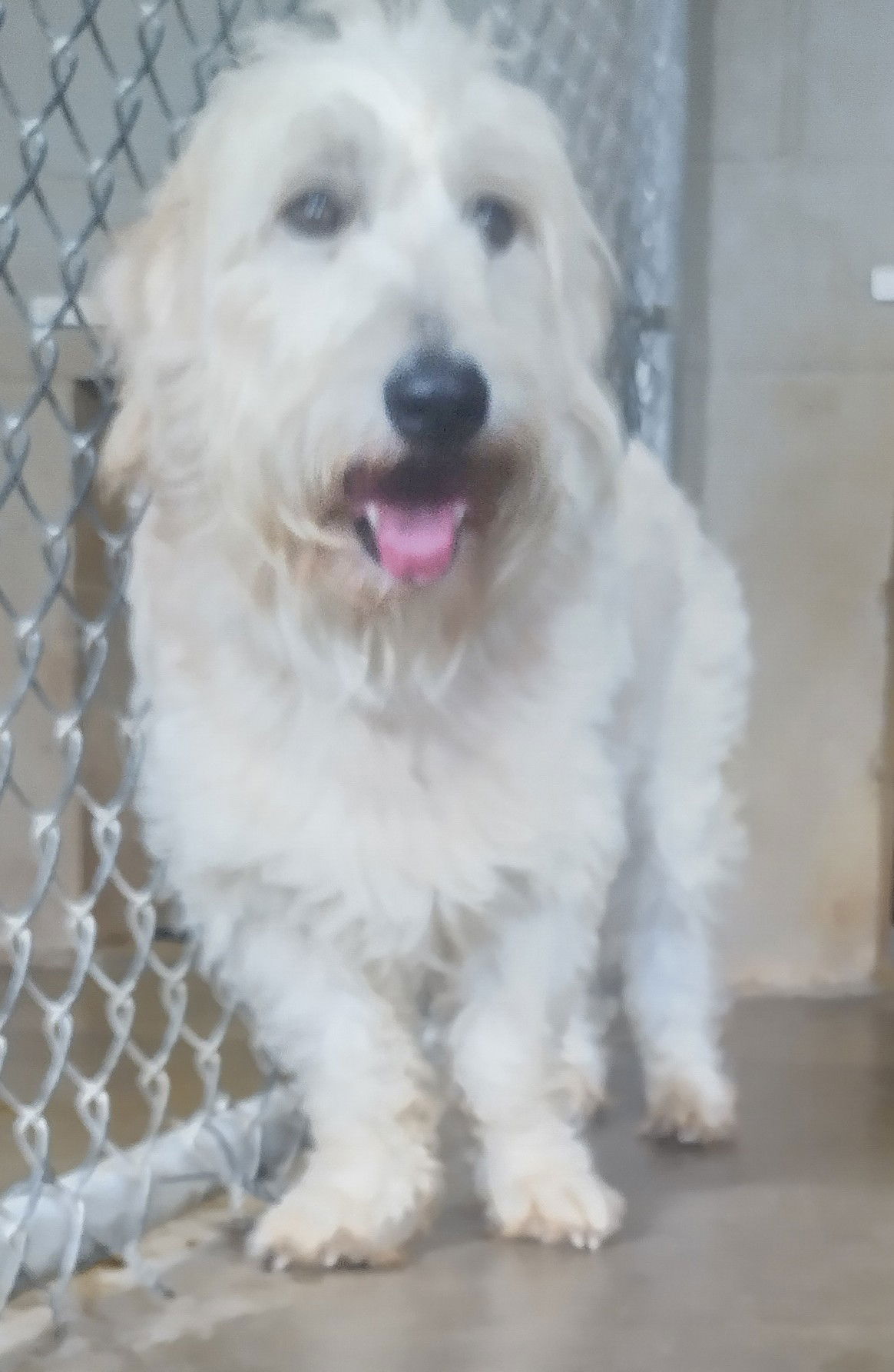 adoptable Dog in Amarillo, TX named Chief