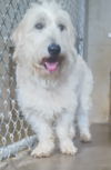 adoptable Dog in  named Chief