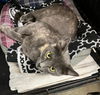 adoptable Cat in  named Missy