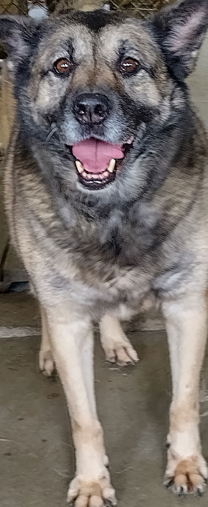 adoptable Dog in Amarillo, TX named Bella