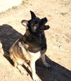 Bella - Photo 1