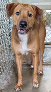 adoptable Dog in  named Birdie