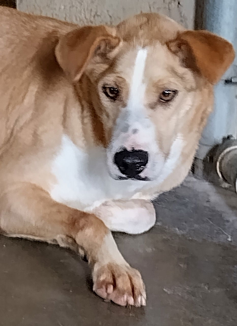 adoptable Dog in Amarillo, TX named Jilly