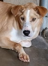 adoptable Dog in  named Jilly