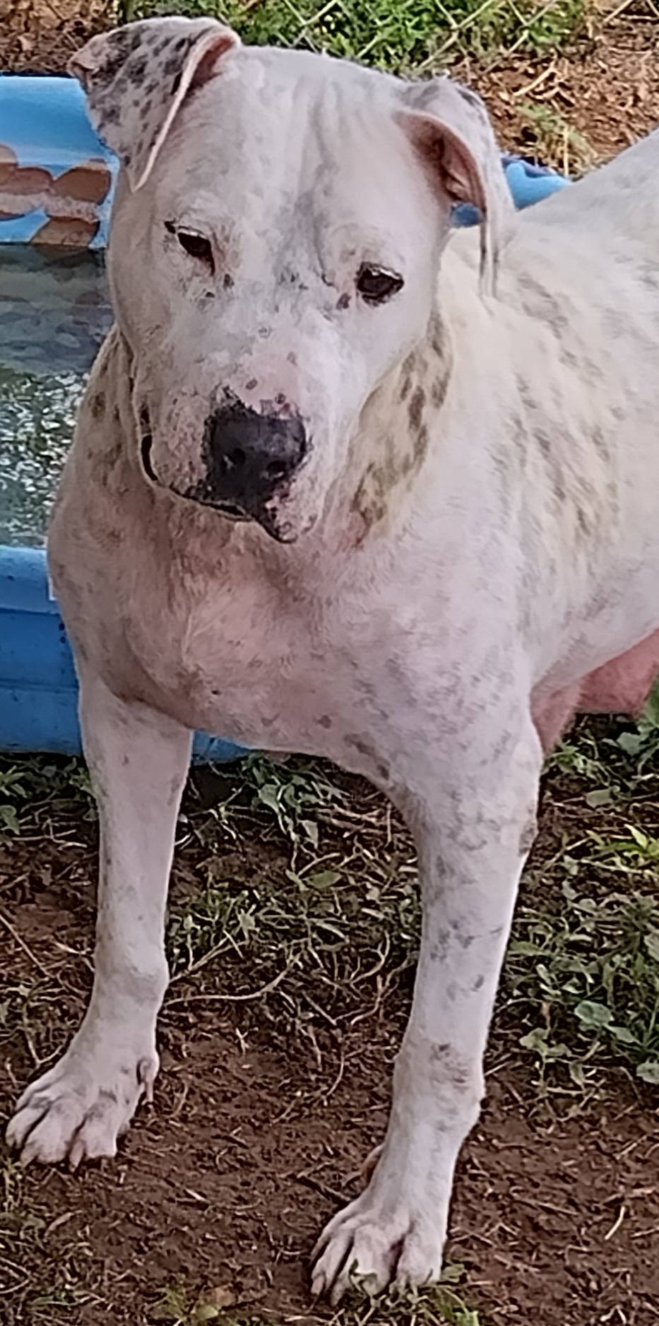 adoptable Dog in Amarillo, TX named Xena