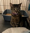 adoptable Cat in  named Mia