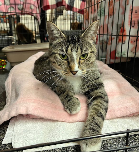 adoptable Cat in Amarillo, TX named Lea
