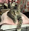 adoptable Cat in  named Lea