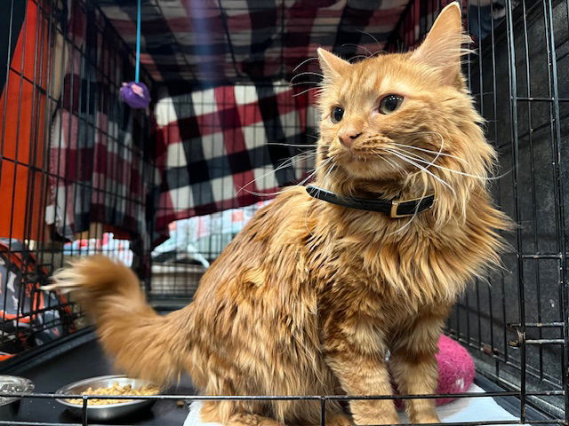 adoptable Cat in Amarillo, TX named Ginger