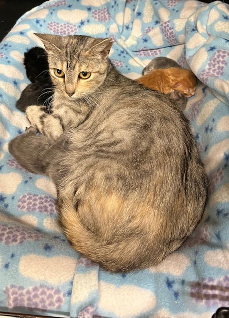 adoptable Cat in Amarillo, TX named Buttercup