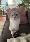 adoptable Cat in  named Lydia
