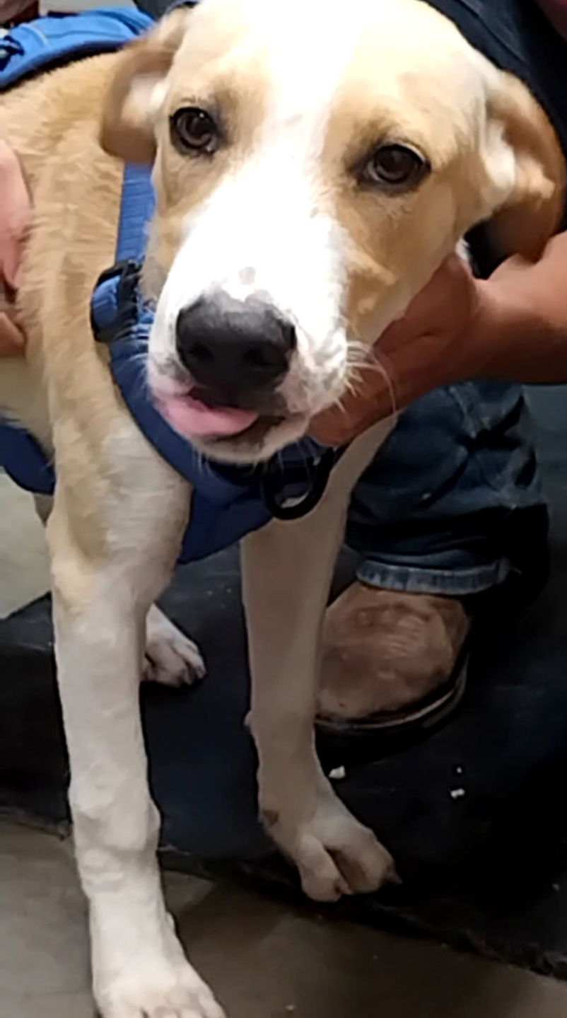 adoptable Dog in Amarillo, TX named Osborne