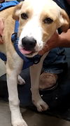 adoptable Dog in  named Osborne