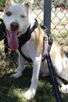 adoptable Dog in  named Ozzy