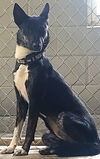 adoptable Dog in  named Domino