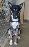 adoptable Dog in  named Cindy