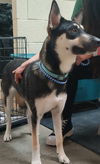 adoptable Dog in  named Koda