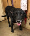 adoptable Dog in  named Dexter