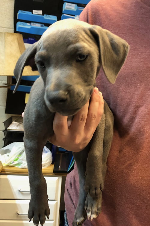 picture of the dog needing adoption
