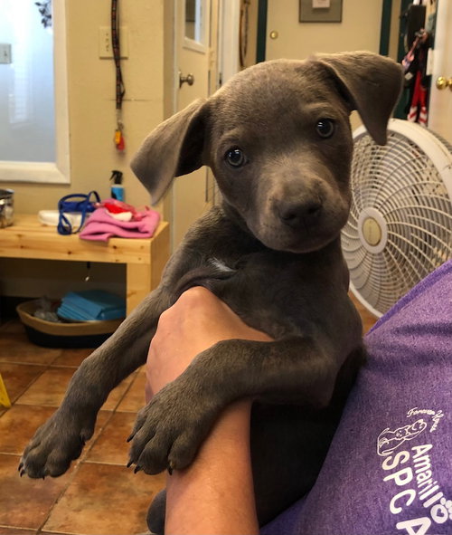 picture of the dog needing adoption