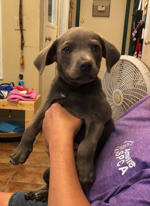 HADES - Pit Bull Terrier / Labrador Retriever available for adoption