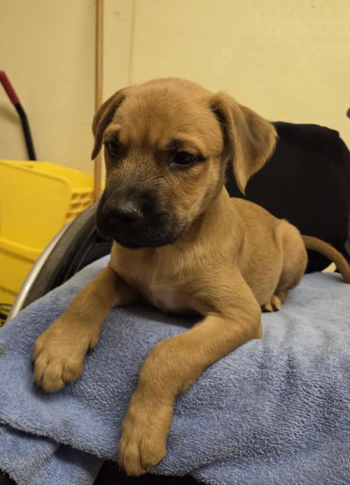 picture of the dog needing adoption