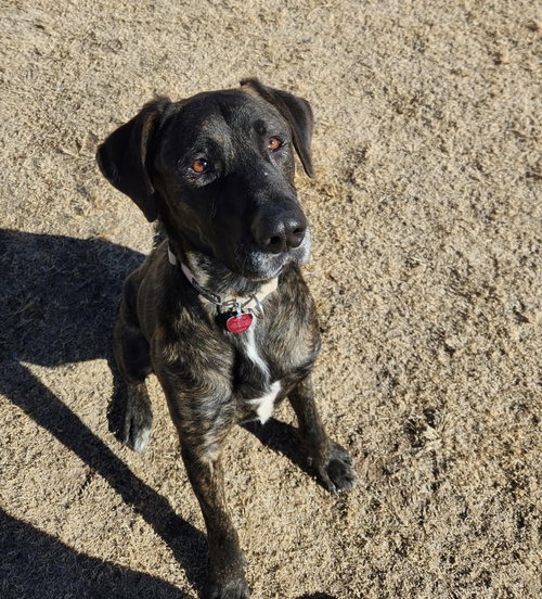 BARRON - Labrador Retriever / Great Dane available for adoption