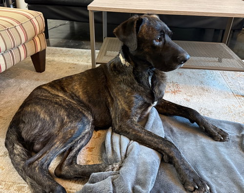BARRON - Labrador Retriever / Great Dane available for adoption