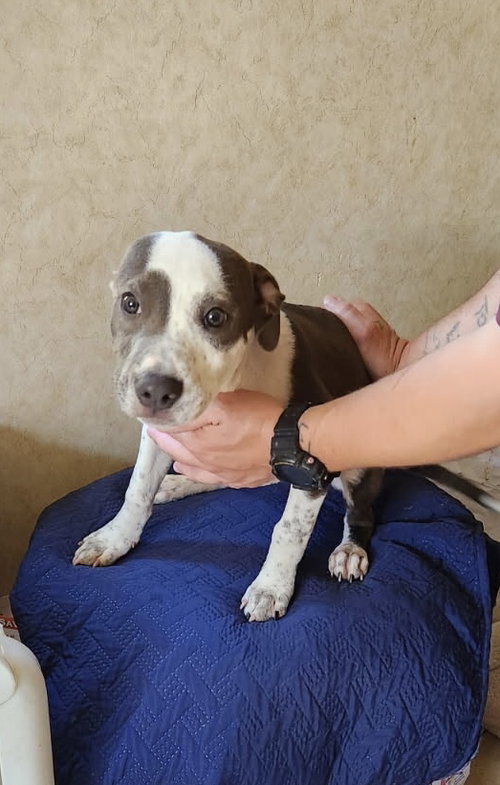picture of the dog needing adoption