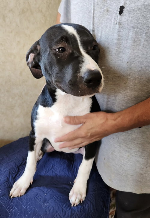 picture of the dog needing adoption