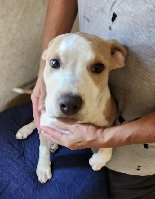 picture of the dog needing adoption