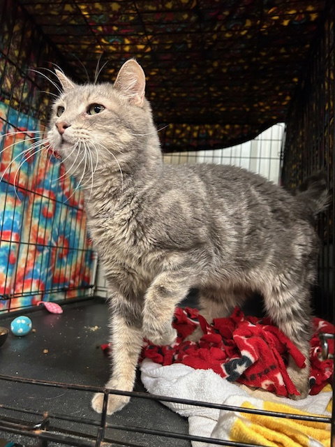 picture of the cat needing adoption