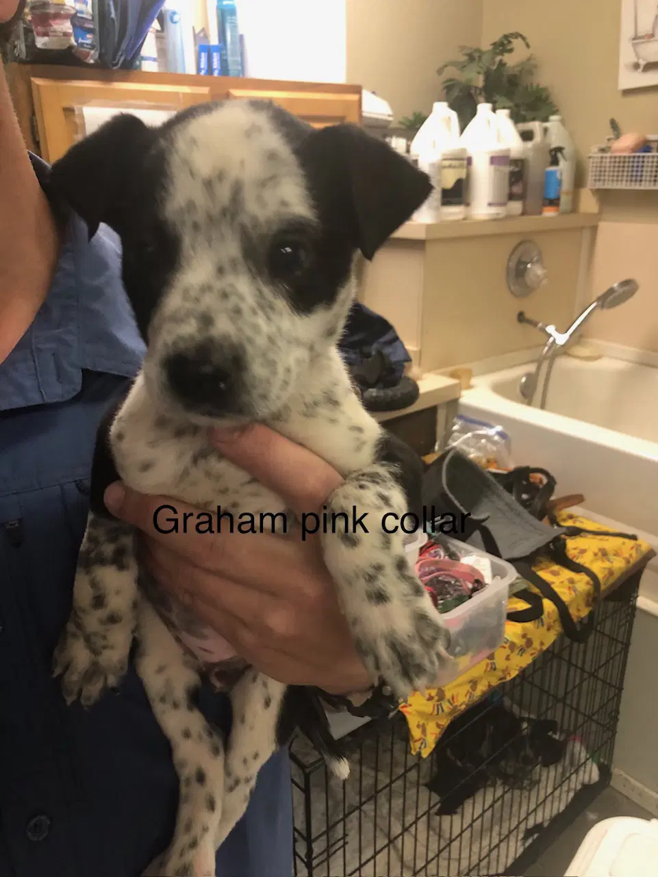 Graham - Australian Cattle Dog/Blue Heeler